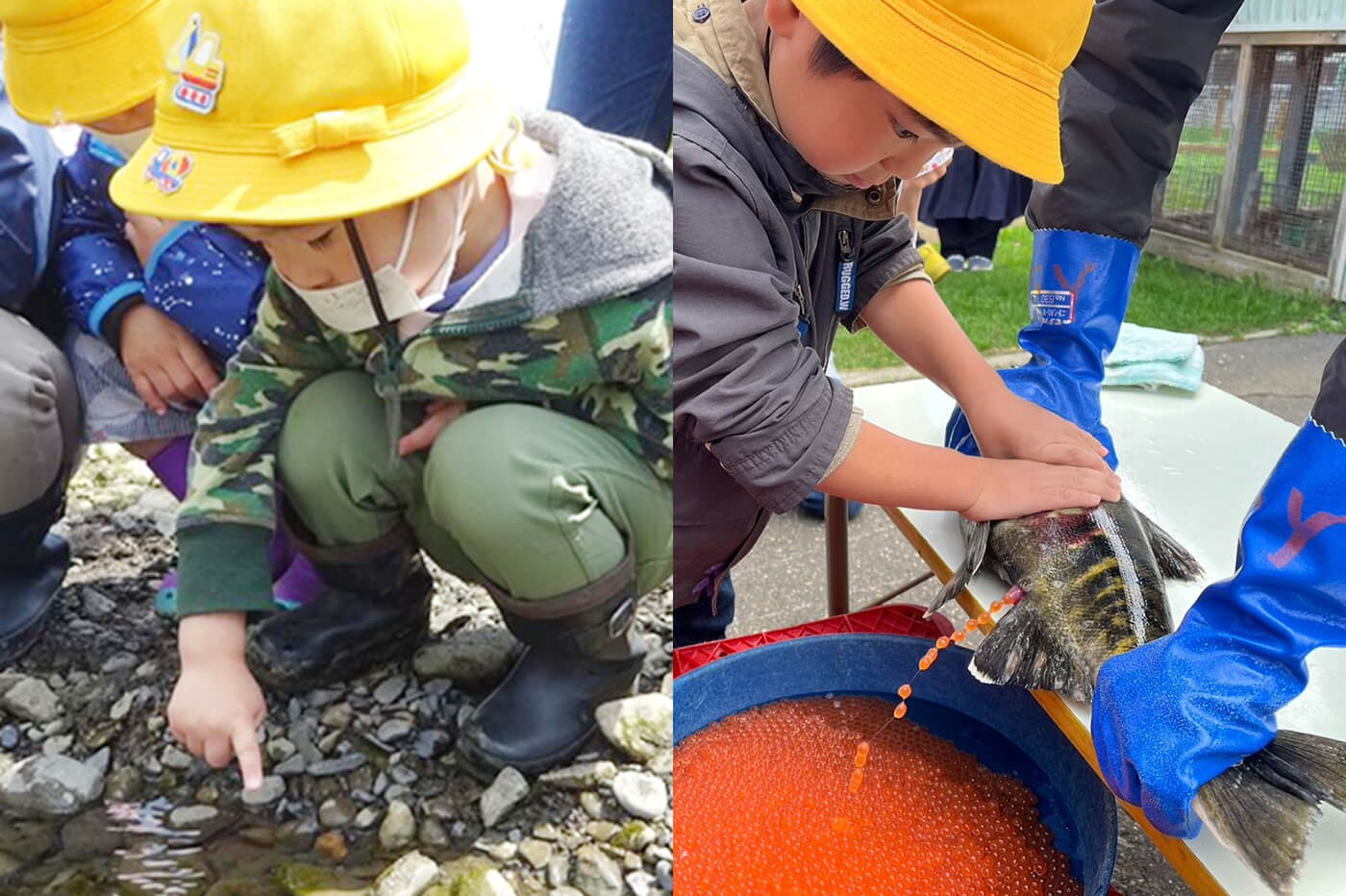 鮭の採卵体験・稚魚飼育・放流体験